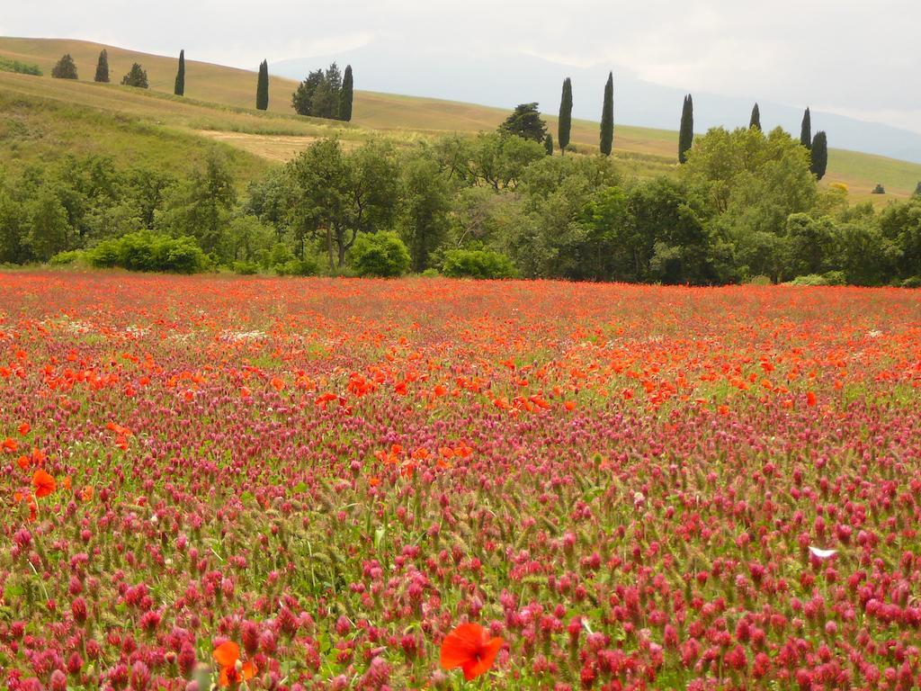 Agriturismo Casalpiano Pienza Ngoại thất bức ảnh